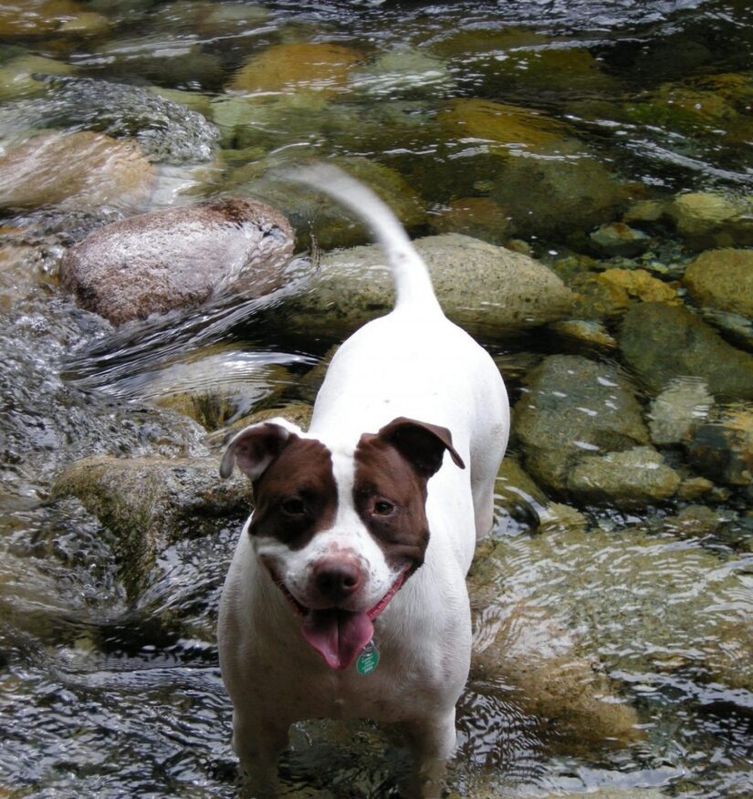 dog in stream 