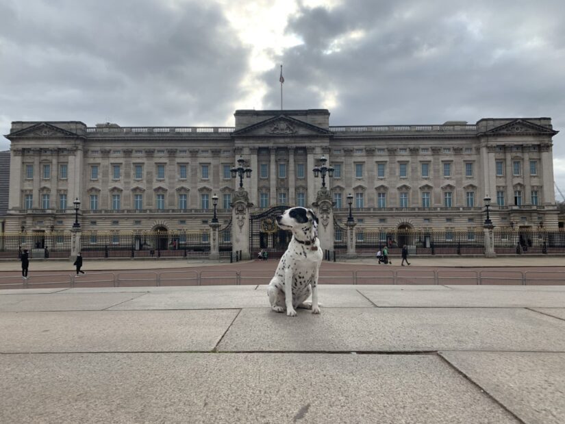 Tika at Buckingham Palace