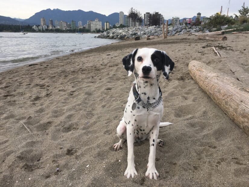 Tika on Vancouver beach