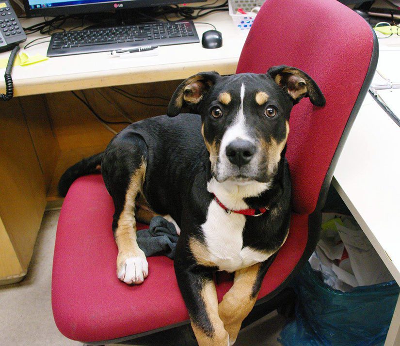 https://b1157417.smushcdn.com/1157417/wp-content/uploads/news-dog-office-chair-825x714.jpg?lossy=1&strip=1&webp=0