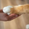 Holding a dog's paw