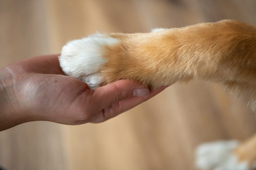 Holding a dog's paw