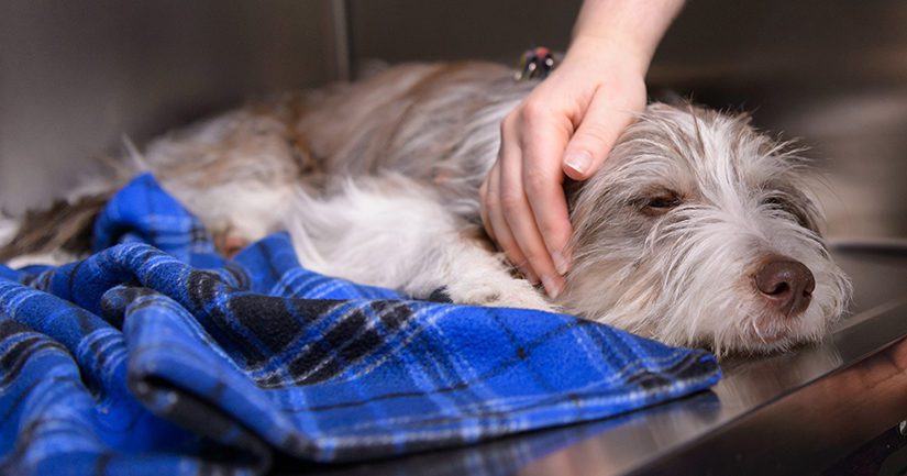 Sick dog in kennel