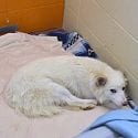 BC SPCA News Story: Williams Lake Dog from Seizure Case