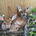 Fawns at Wild ARC