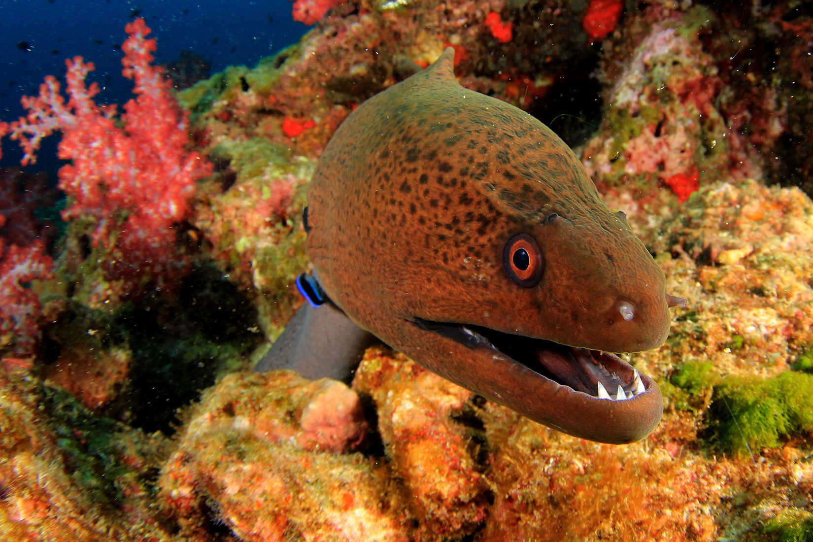 Fish Have Feelings, Too: The Inner Lives Of Our 'Underwater