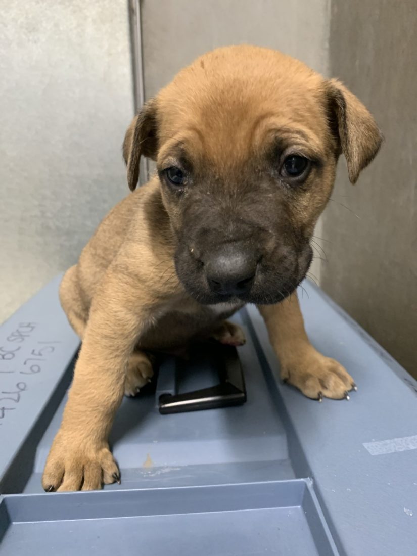 pitbull german shepherd mix puppies