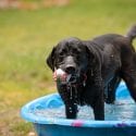 Happy dog in swimming pool