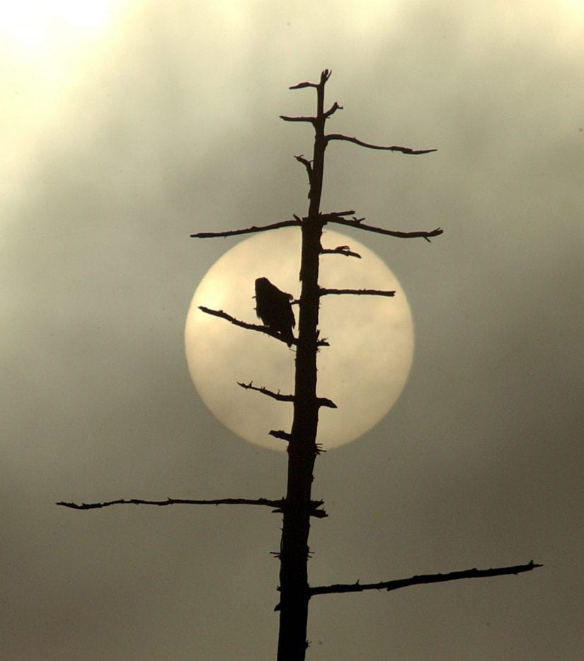 https://b1157417.smushcdn.com/1157417/wp-content/uploads/news-hawk-in-moonlight-wildlife-in-focus-third-place-wild-settings-wif-2017-Mark-Brett-825x933.jpg?lossy=1&strip=1&webp=0