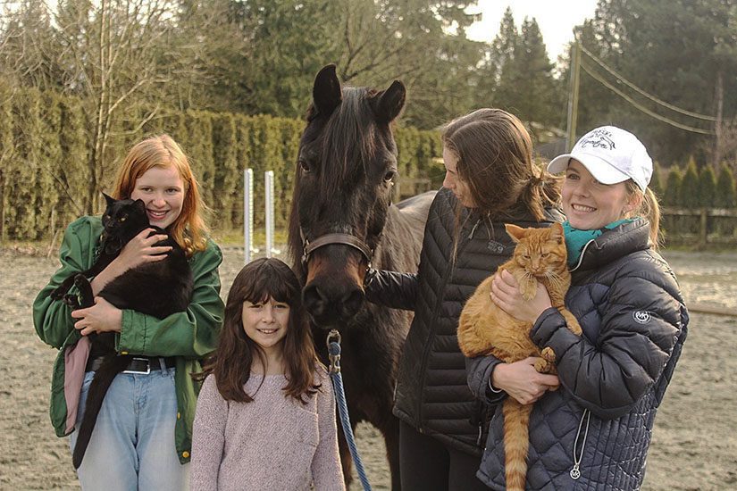 horse, cruelty, maple ridge