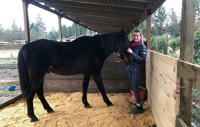 horse, thor, maple ridge