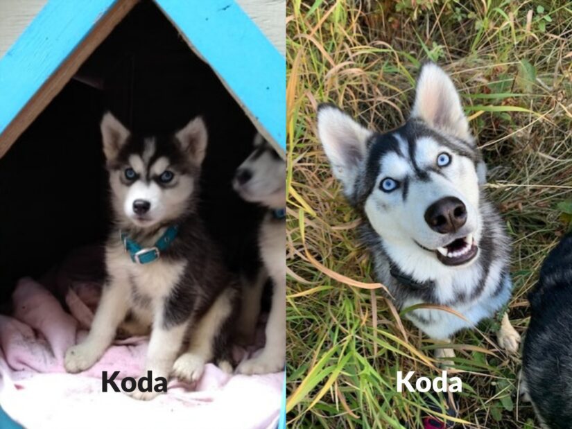 koda