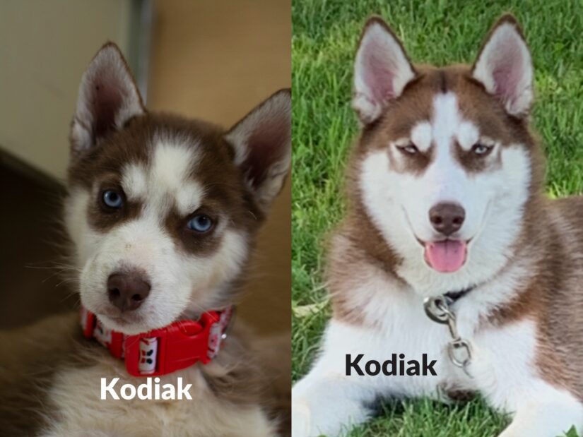 kodiak