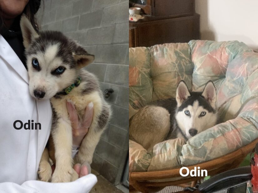 odin