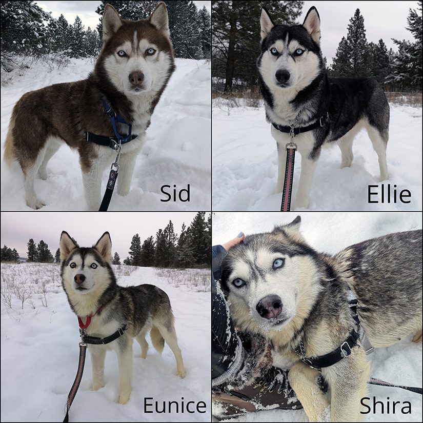 Revolution Vs Advocate - Husky General - Husky Owners - The Siberian Husky  Forum