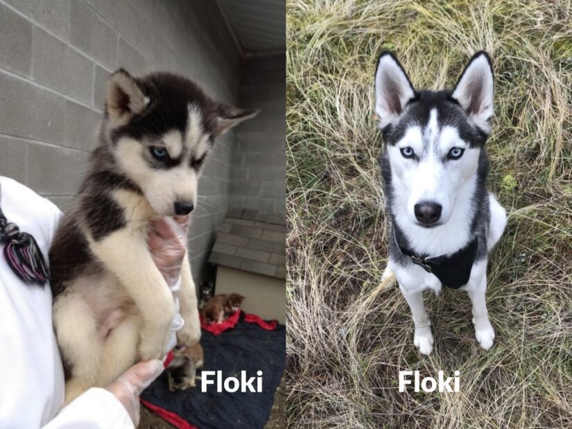 floki husky 