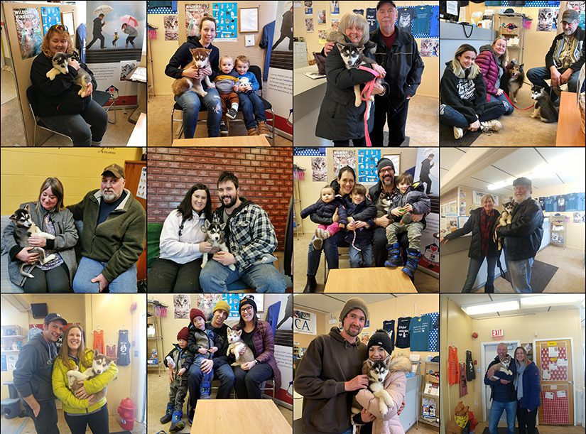 Husky puppy adoption collage