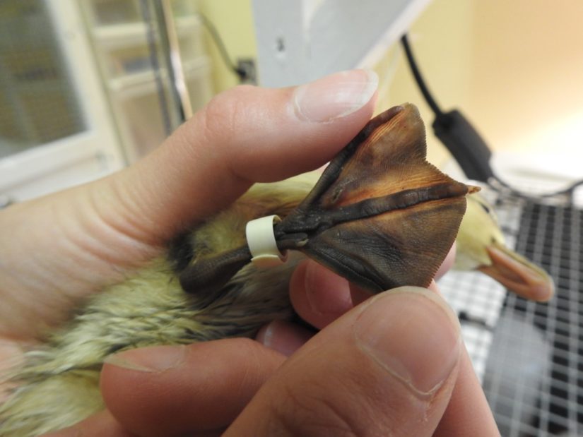 injured duckling feet