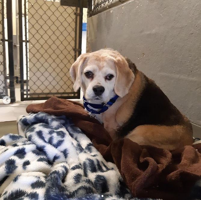 toby in kennel