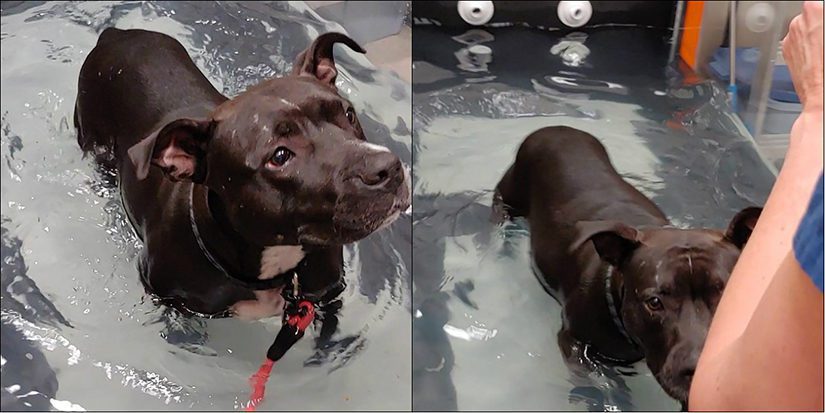 Keyka recovering from surgery with underwater treadmill