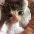 kitten abandoned in trash
