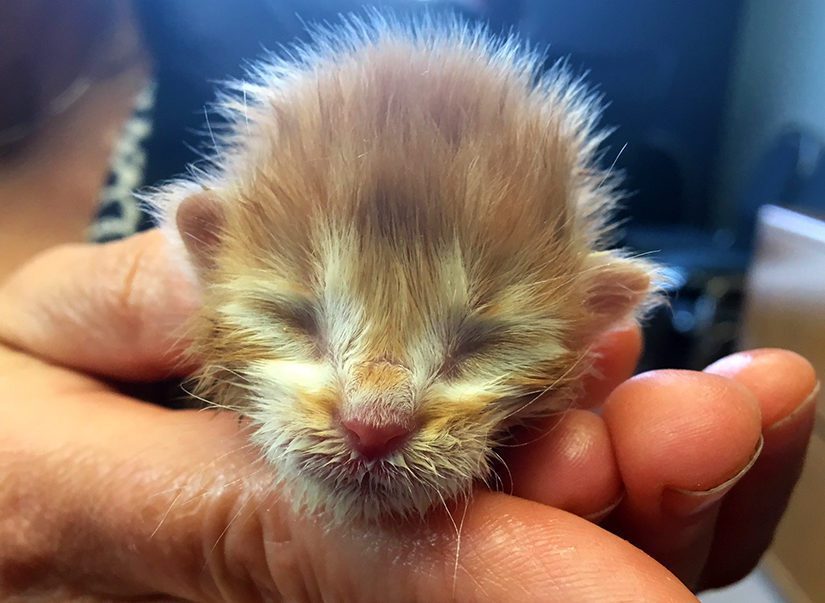 newborn kitten