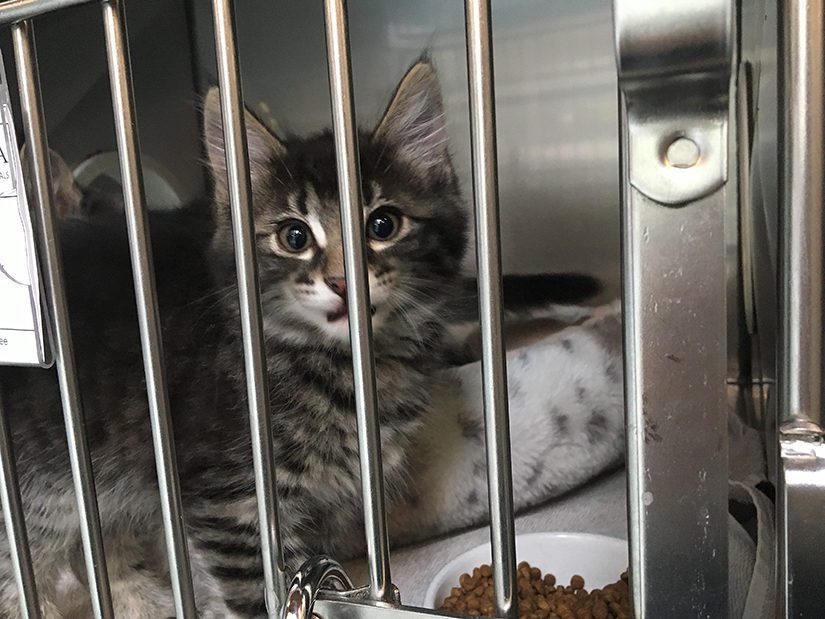 kitten in shelter