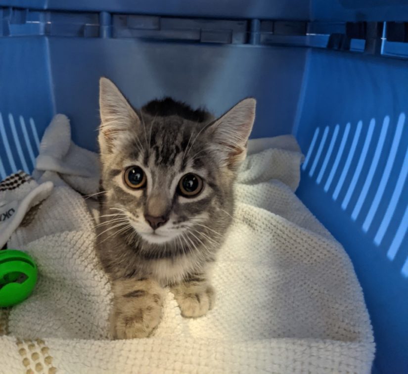 kitten in a carrier