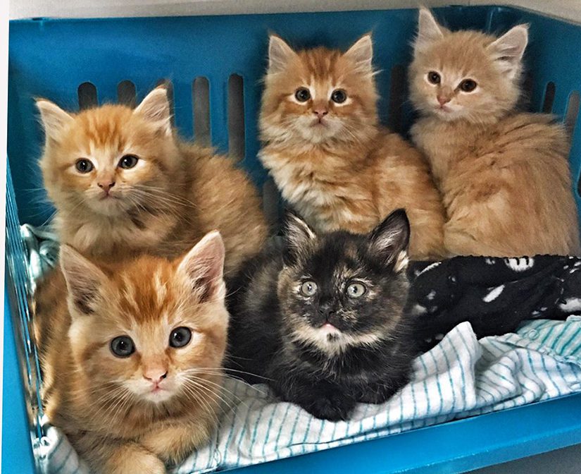 What is kitten season? - BC SPCA