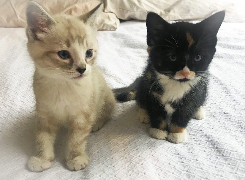 kittens