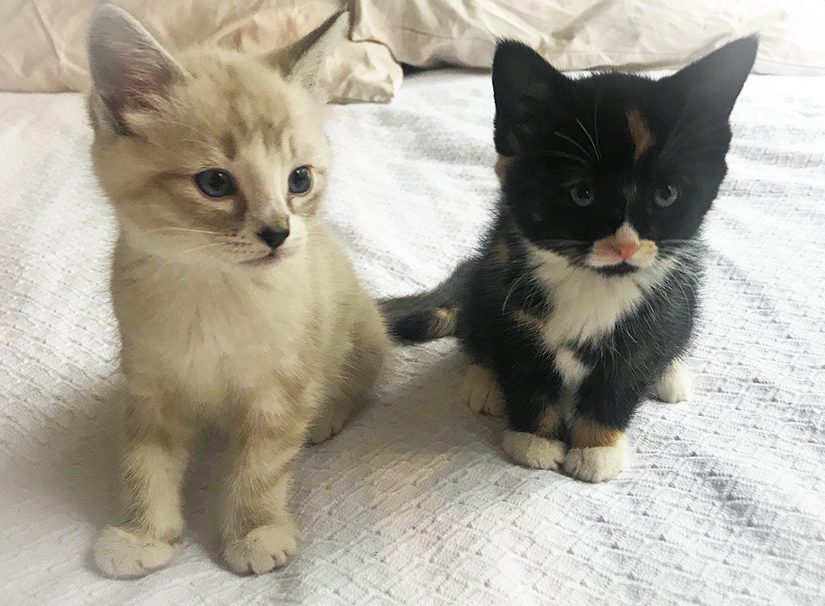 What is kitten season? BC SPCA