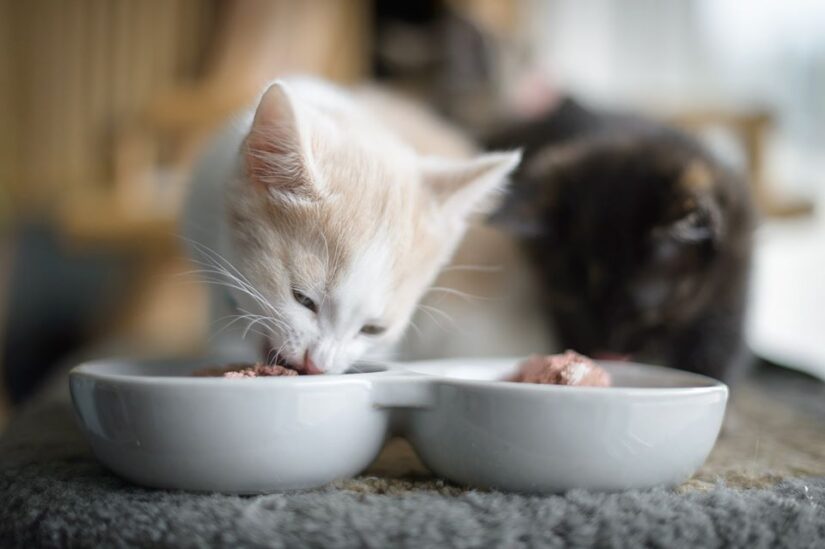 kittens eating