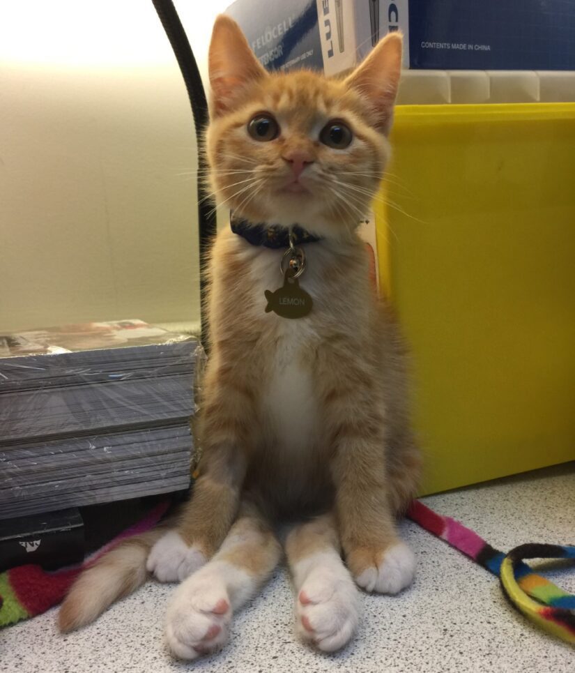 lemon the cat at nanaimo branch