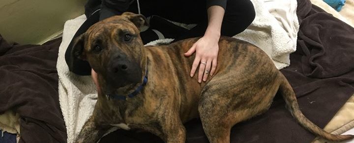 Eris rests in her kennel at the BC SPCA's West Vancouver Branch