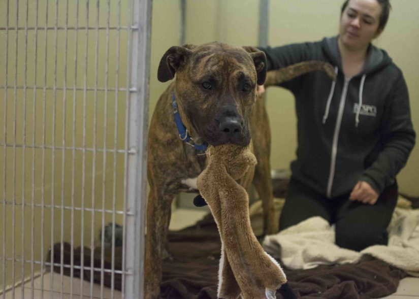 Eris plays with her toy at a kennel at the SPCA's West Vancouver Branch.