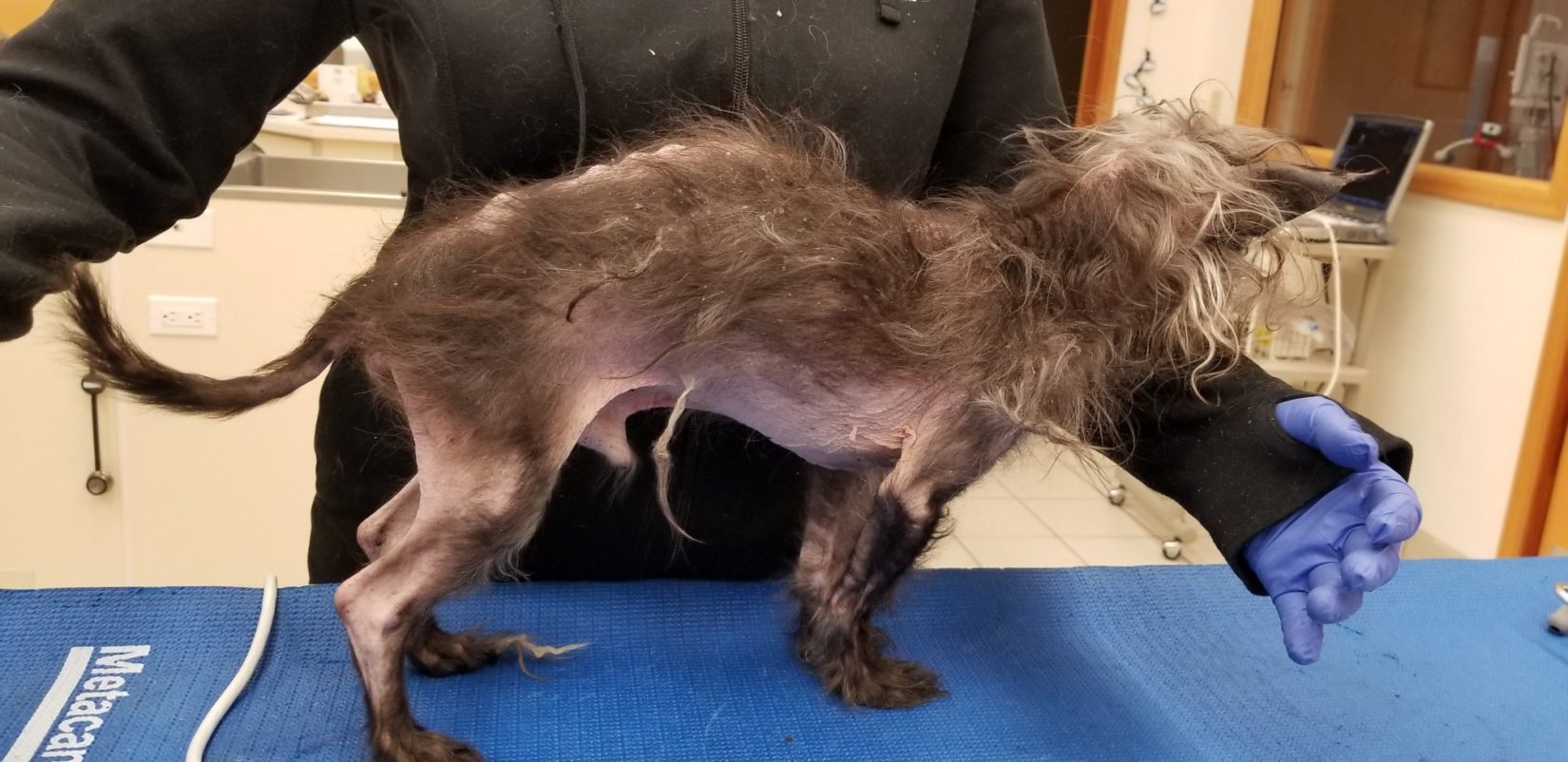 Hoss, a 17-year-old Chinese Crested, is examined by veterinarians.