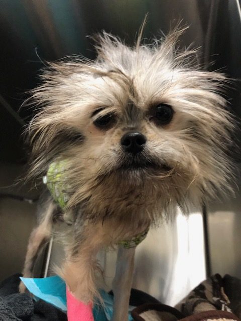 Noel inside his kennel waiting to be transported; he needs extra special medical care as soon as possible