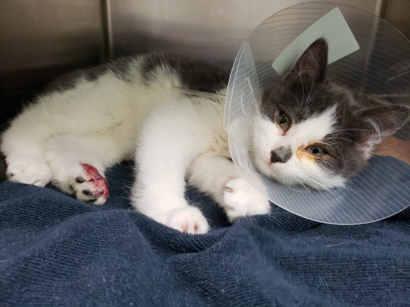 Packer, a twelve-week-old kitten, rests in his kennel. He is wearing a cone and has a leg injury, which requires amputation.