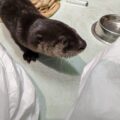 otter at wild arc