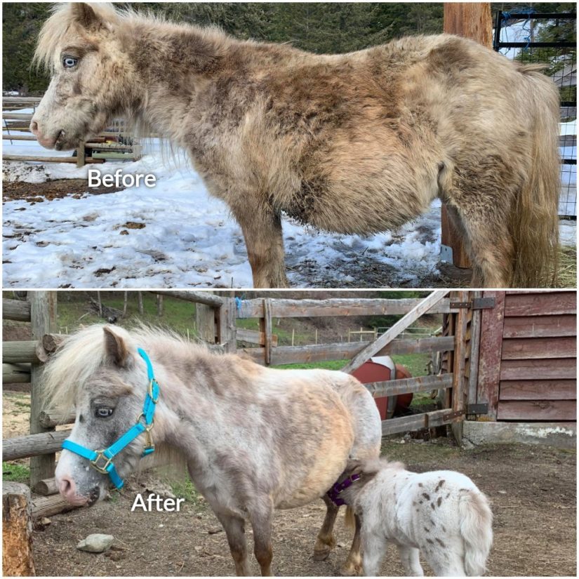 mini horse hannah before and after photo