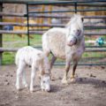 mini horse stands next to her foal