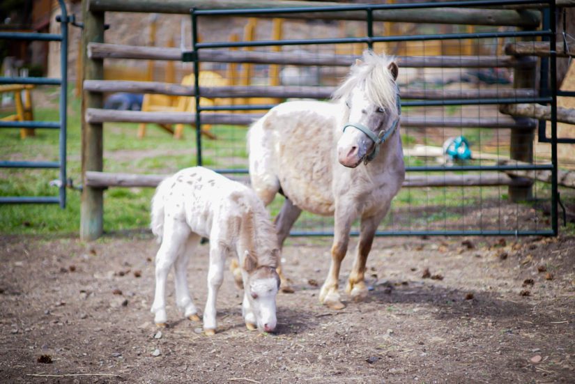 mini horse stands next to her foal