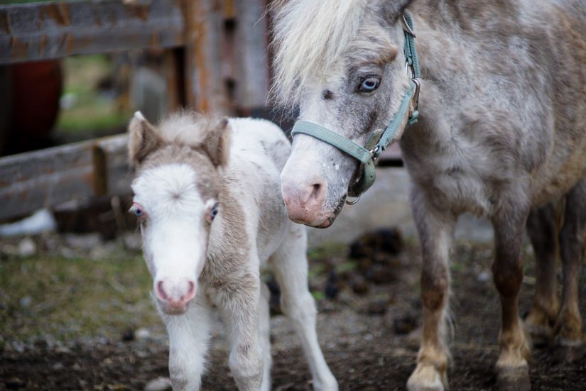 mini horse with her foal