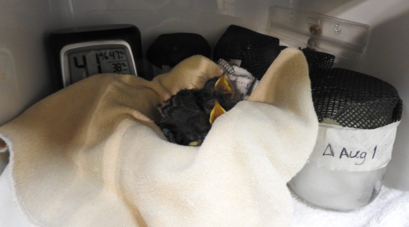 nestlings inside incubator