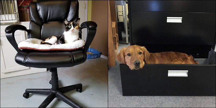 office pets