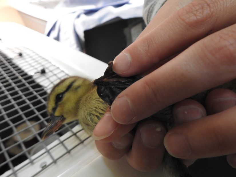 injured duckling