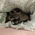 baby raccoons sleeping