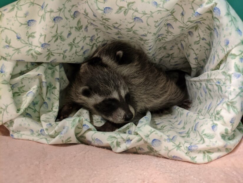baby raccoons sleeping