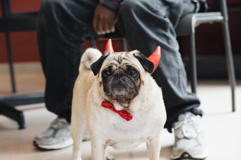 Rufus pug