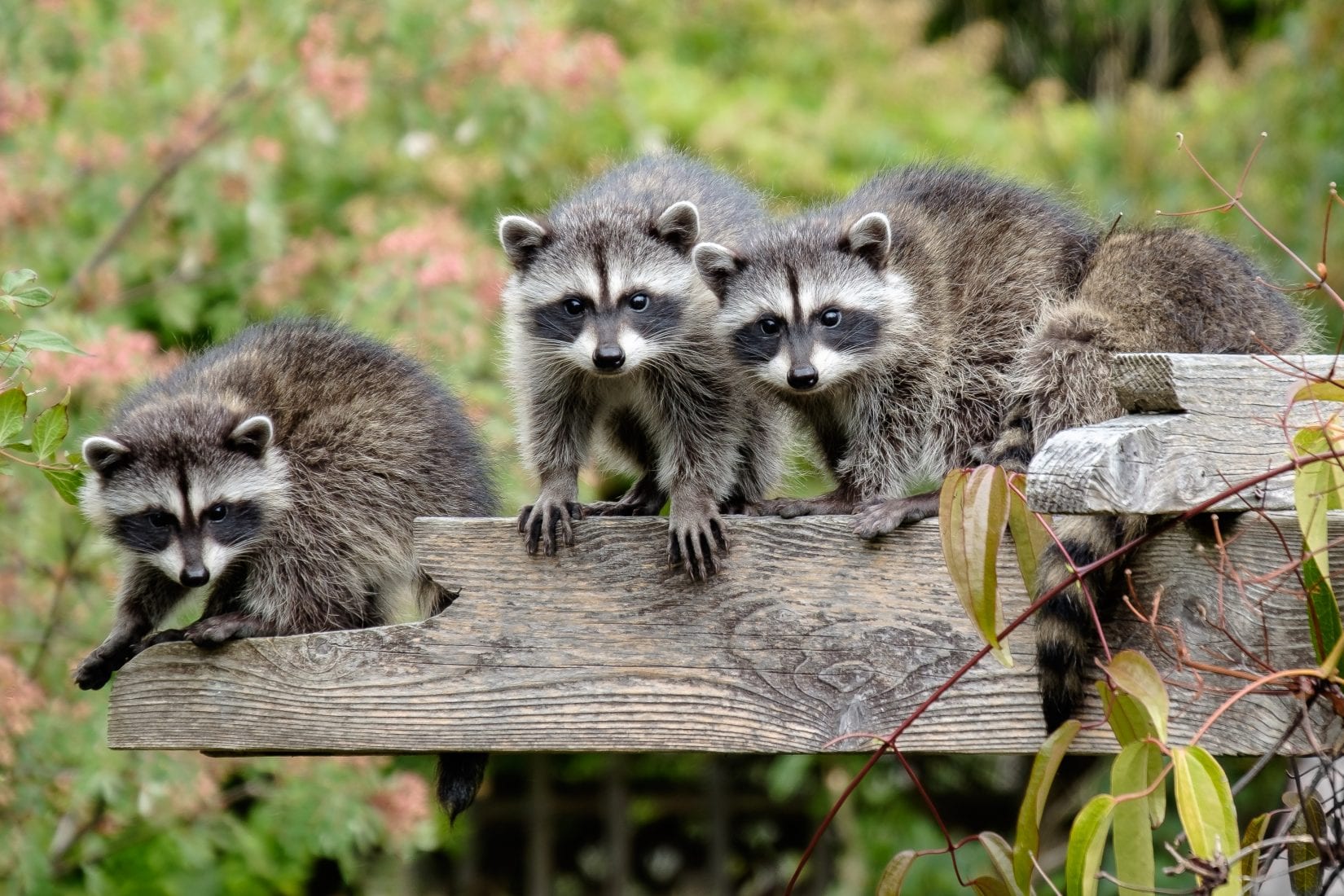 family of raccoons